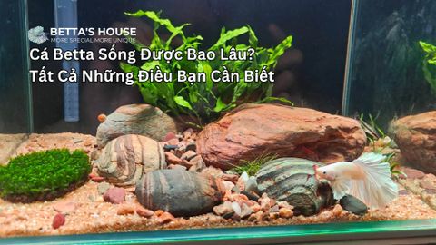 Cá Betta Sống Được Bao Lâu? Tất Cả Những Điều Bạn Cần Biết