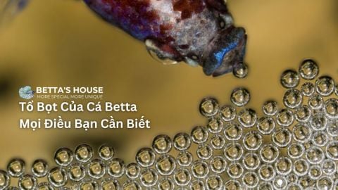 Tổ Bọt Của Cá Betta: Mọi Điều Bạn Cần Biết