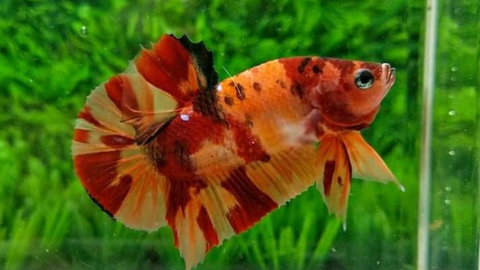 Vẻ Đẹp Độc Đáo Của Dòng Cá Nemo Koi Betta – Tinh Hoa Nghệ Thuật Trong Thủy Sinh