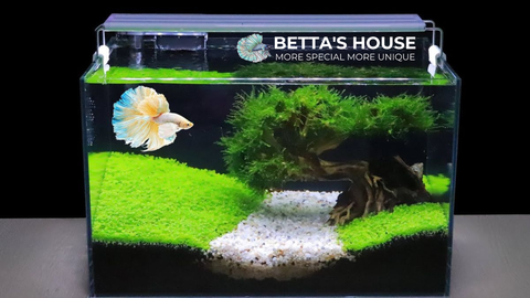 Giữ Màu Cá Betta Lâu Dài – Kỹ Thuật Từ Người Chơi Cá Chuyên Nghiệp