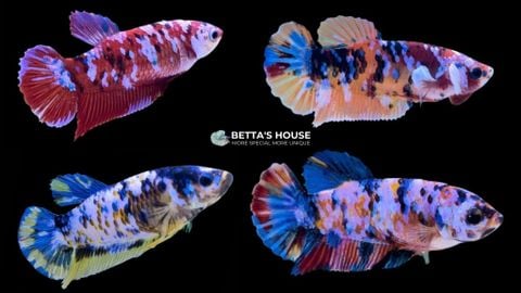 Cá Betta sinh sản như thế nào và cách chọn cá mái Betta chuẩn