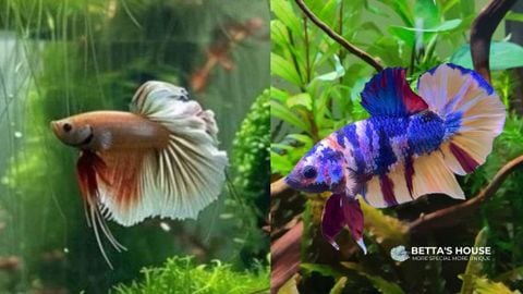 Khám Phá Thế Giới Cá Betta - Đuôi Dài Hay Đuôi Ngắn Là Sự Lựa Chọn Tốt Nhất Cho Bạn?