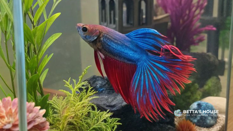 Cá Betta và những điều có thể bạn chưa biết