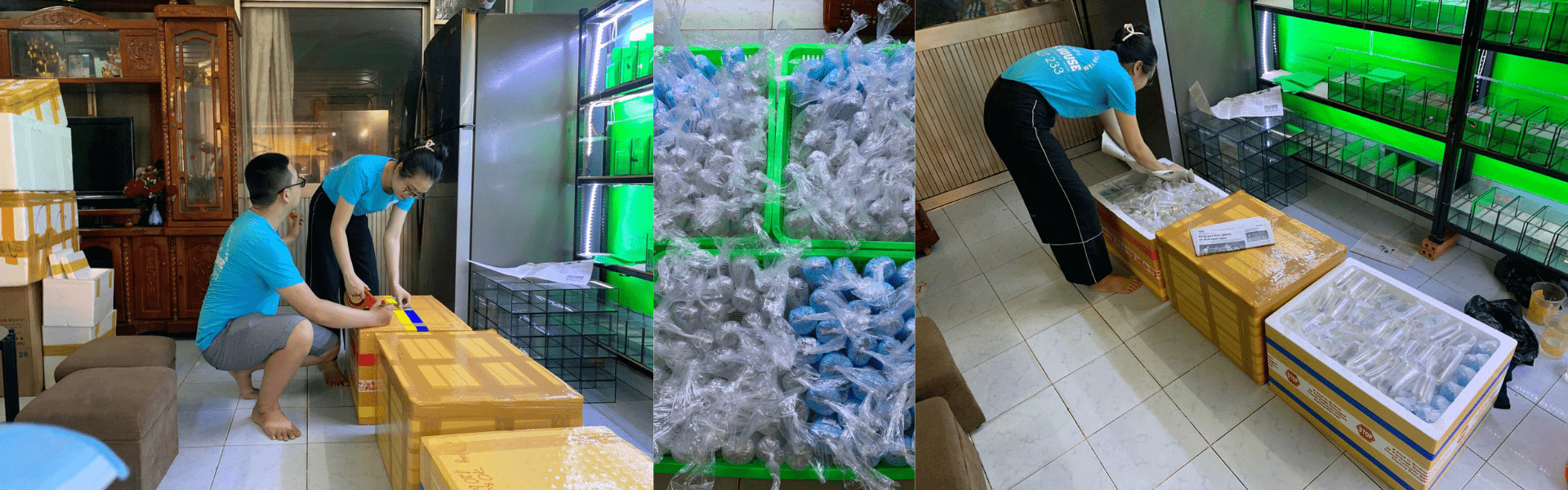 Betta's House xuất khẩu cá sang Mỹ