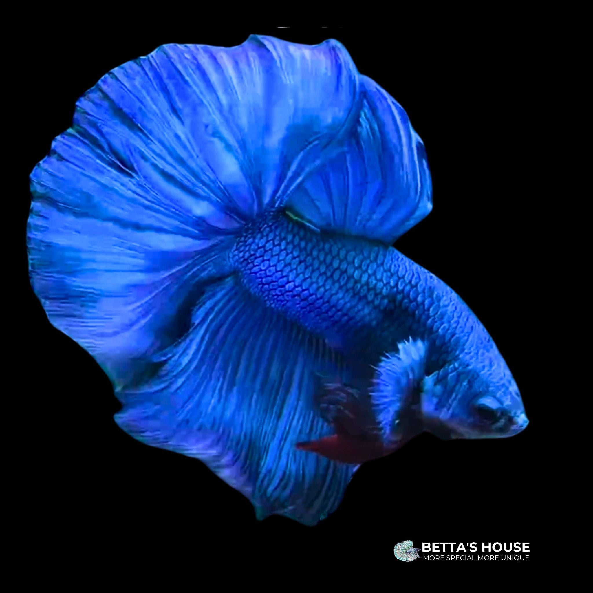 Cá Betta Halfmoon giá rẻ | cửa hàng Betta's House