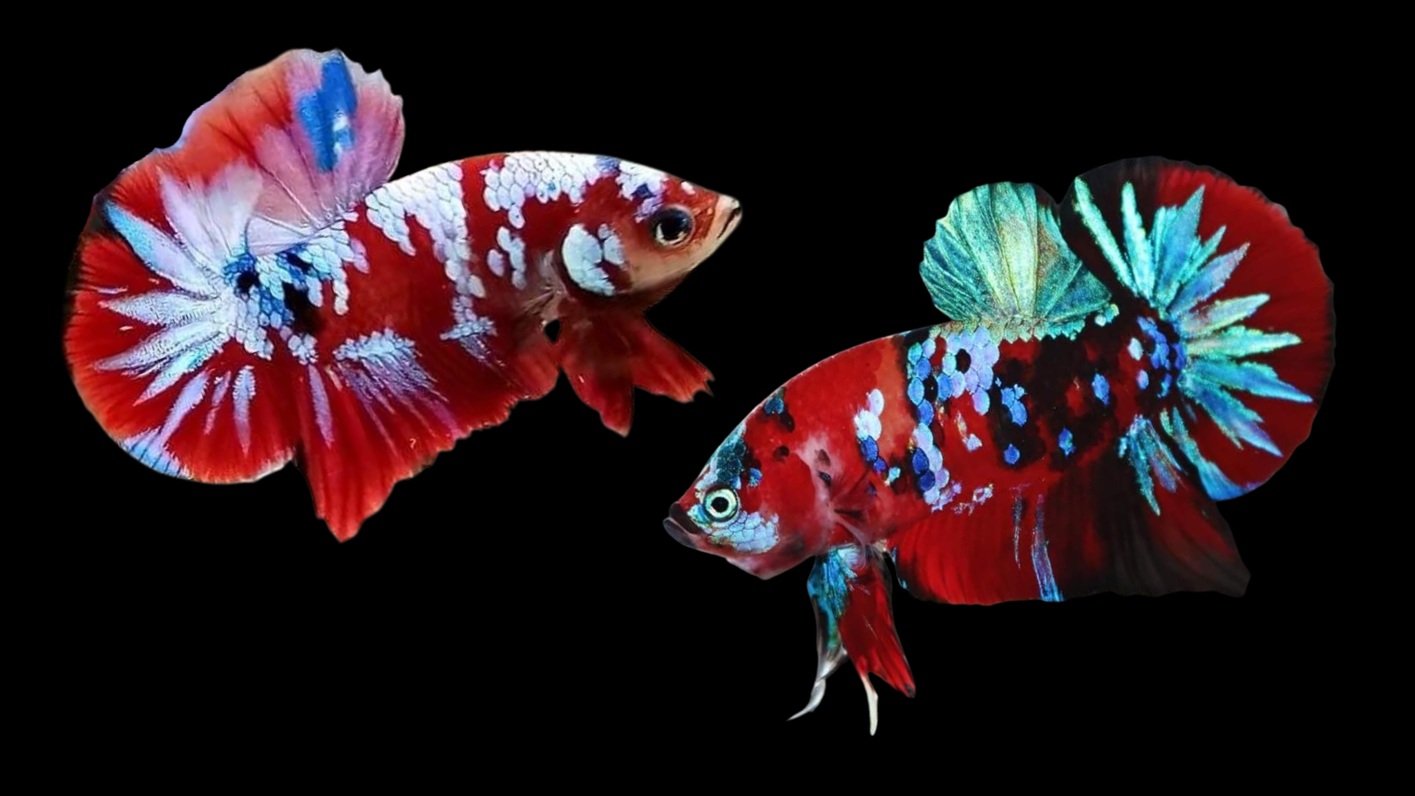 red koi galaxy betta fish |Betta's House