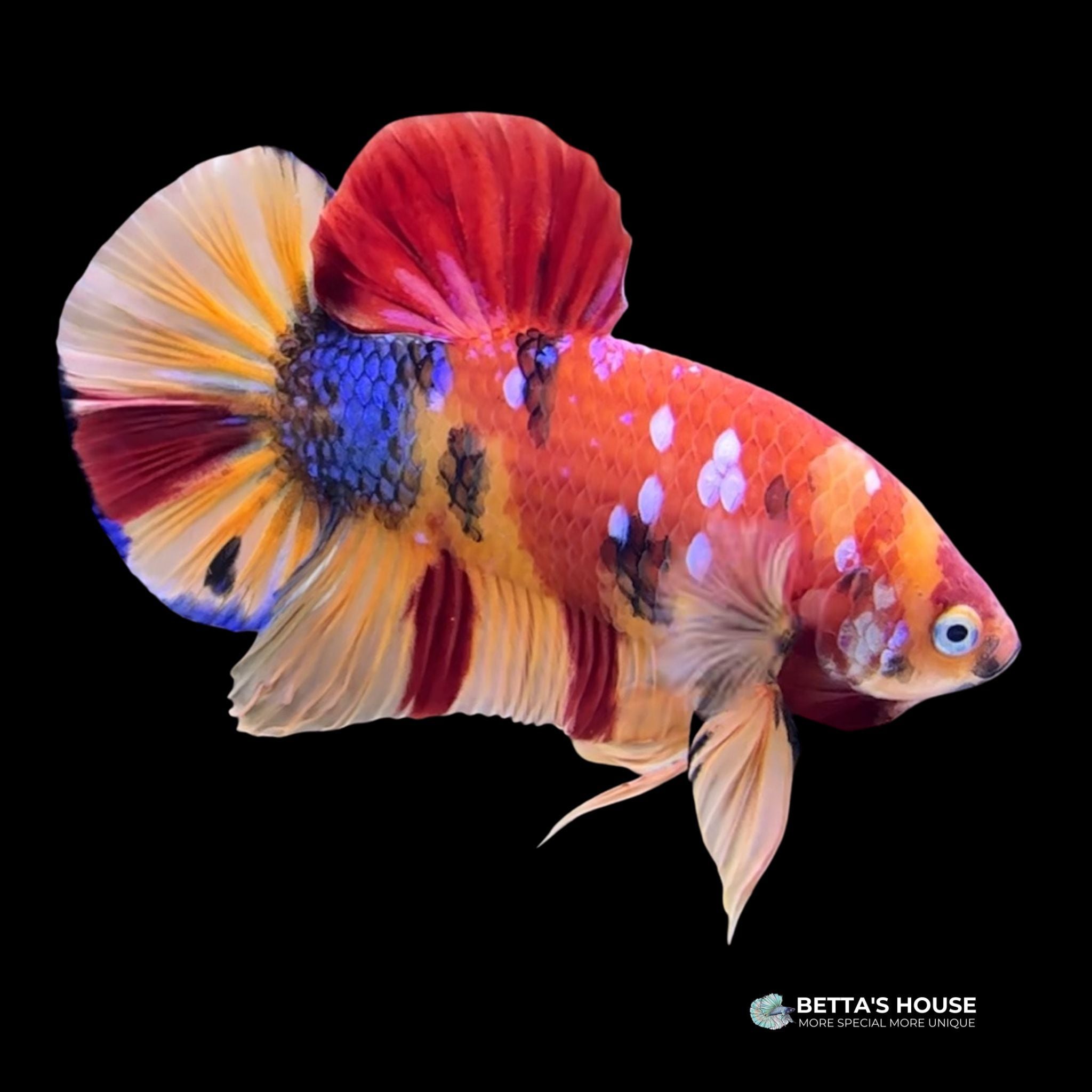 Cá Betta khổng lồ| Cá Giant Betta | Cá Betta Giant | cửa hàng Betta's House