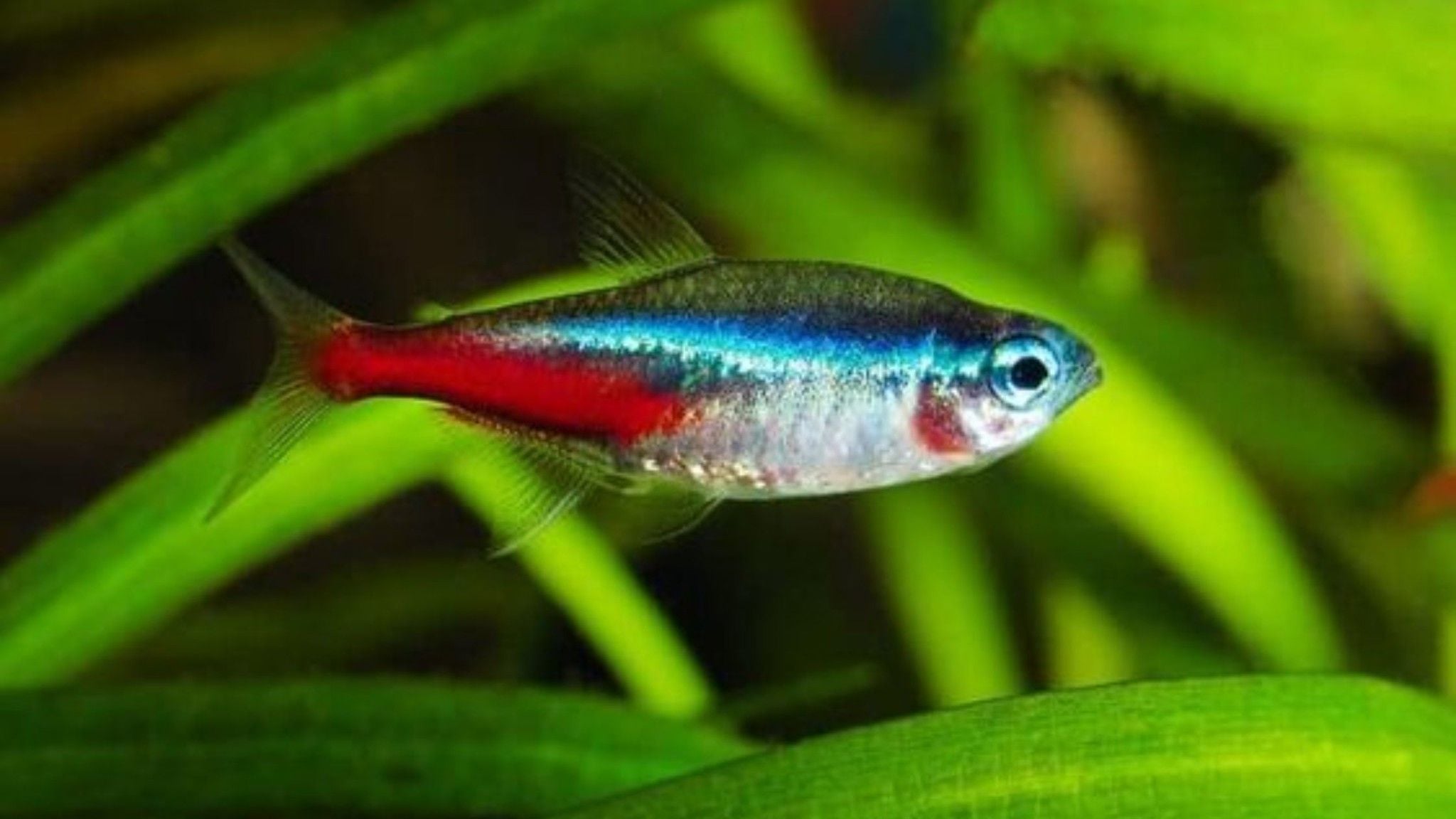 Neon Tetra | Betta's House