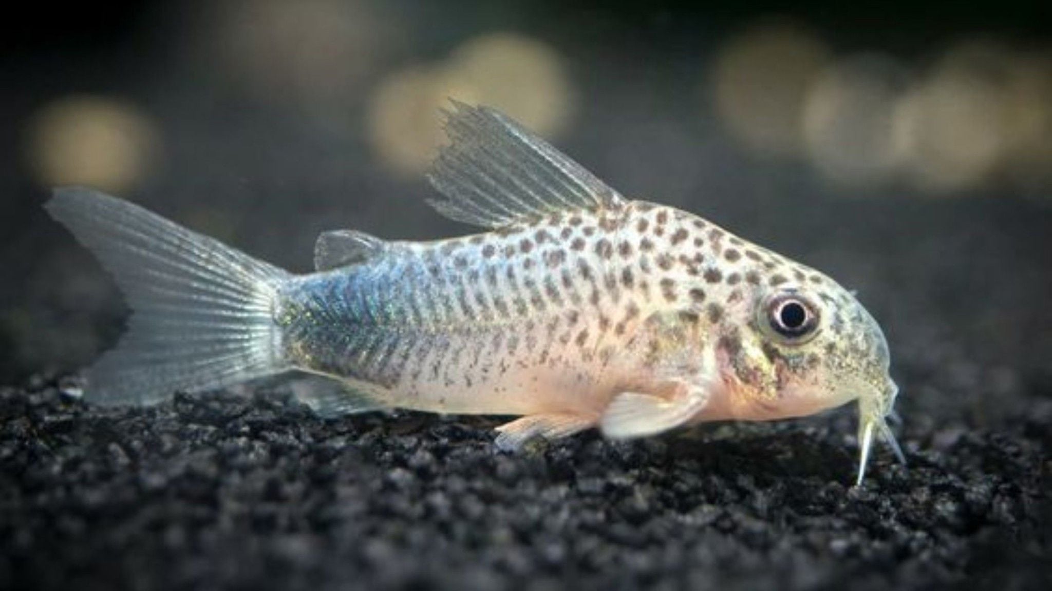 Cá Chuột | Betta's House