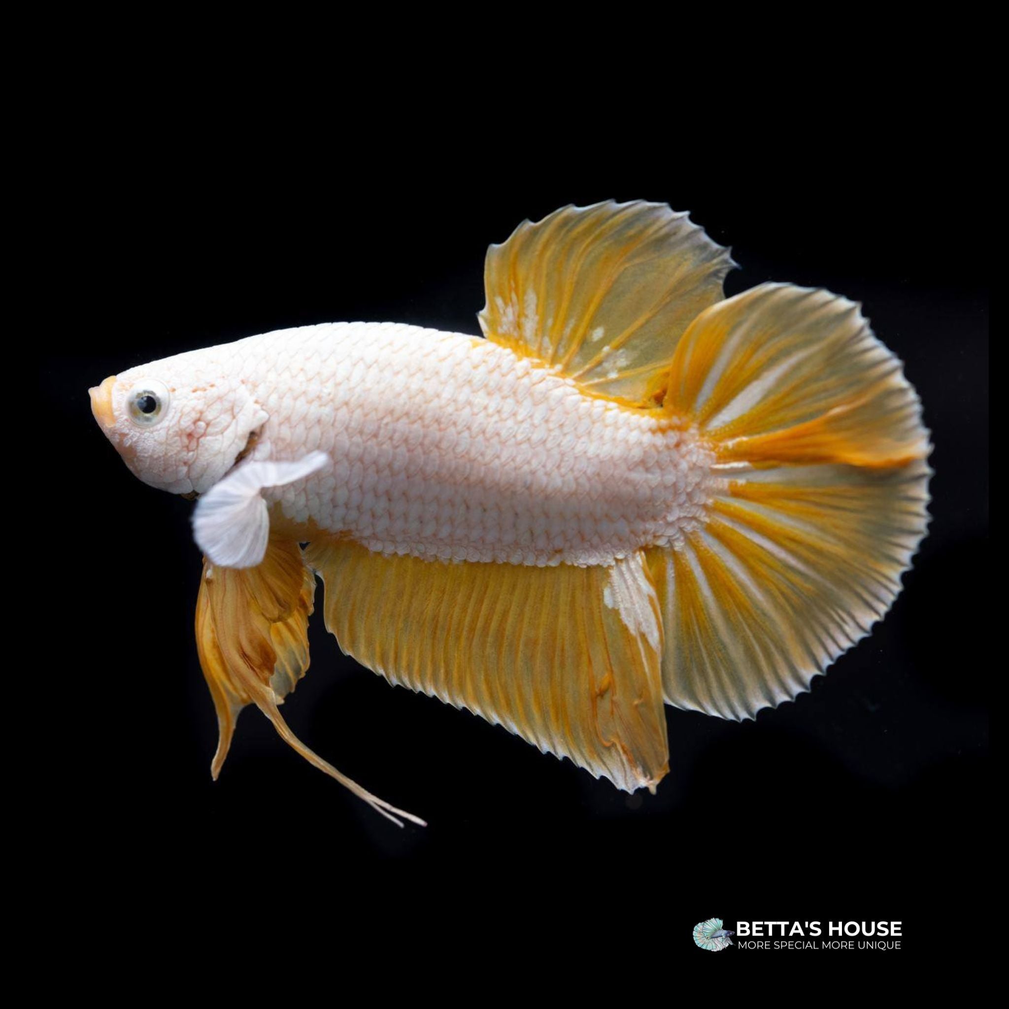 Cá Dragon Betta | Bán cá Betta Rồng | Betta's House