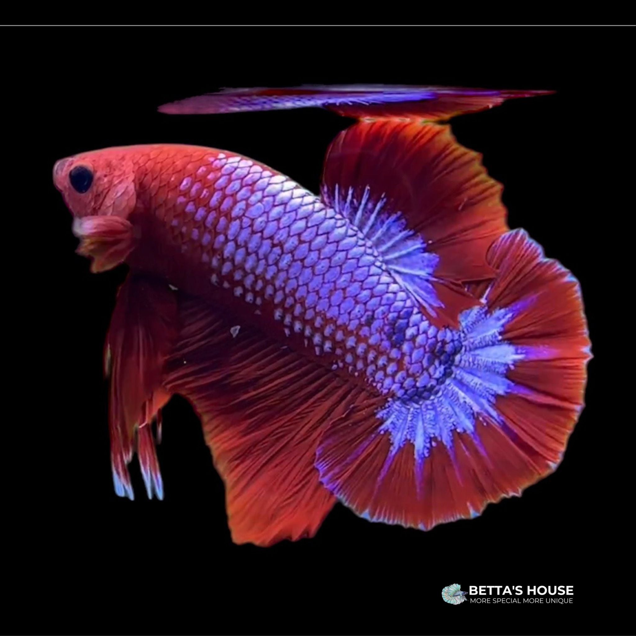 Cá Fancy Betta | Bán cá fancy betta giá rẻ | Betta's House