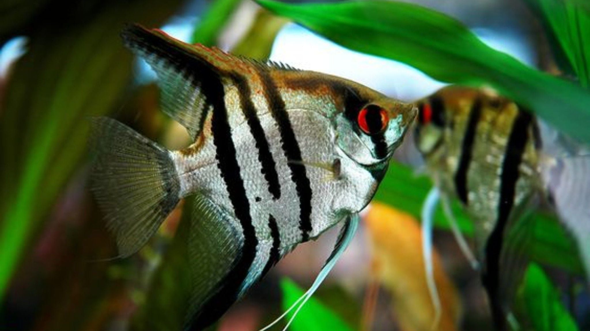 Cá Angel | Cá ông tiên