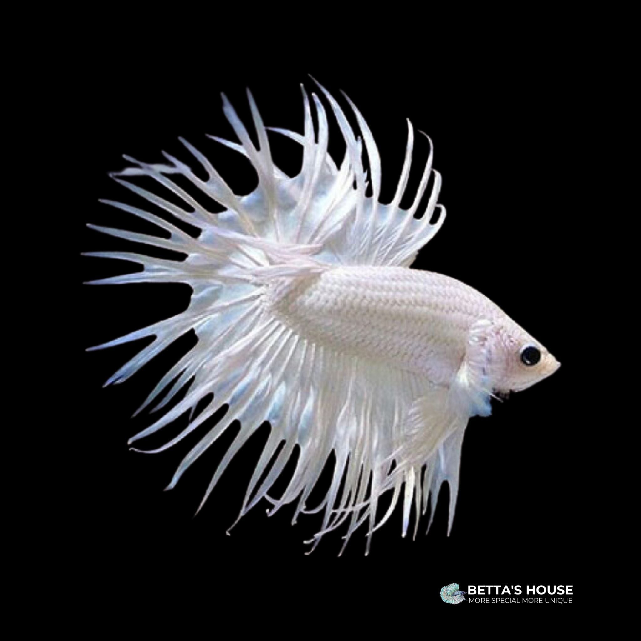 Cá Betta Crowntail đuôi tưa giá rẻ | Cá betta đuôi tưa | cửa hàng Betta's House