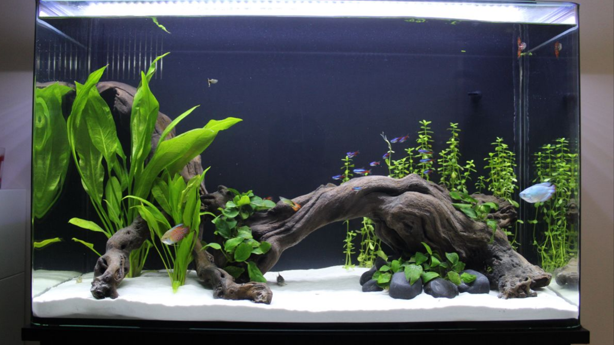 cửa hàng betta's house