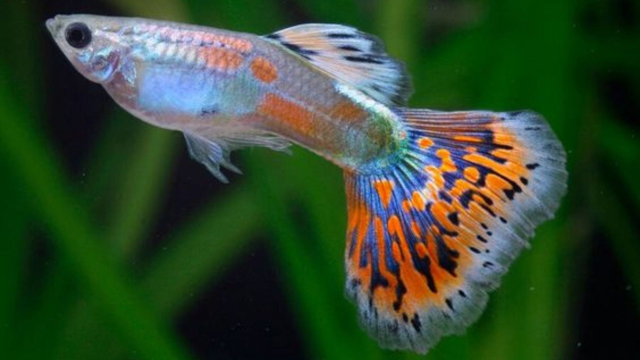 Cá guppy | Cá 7 màu