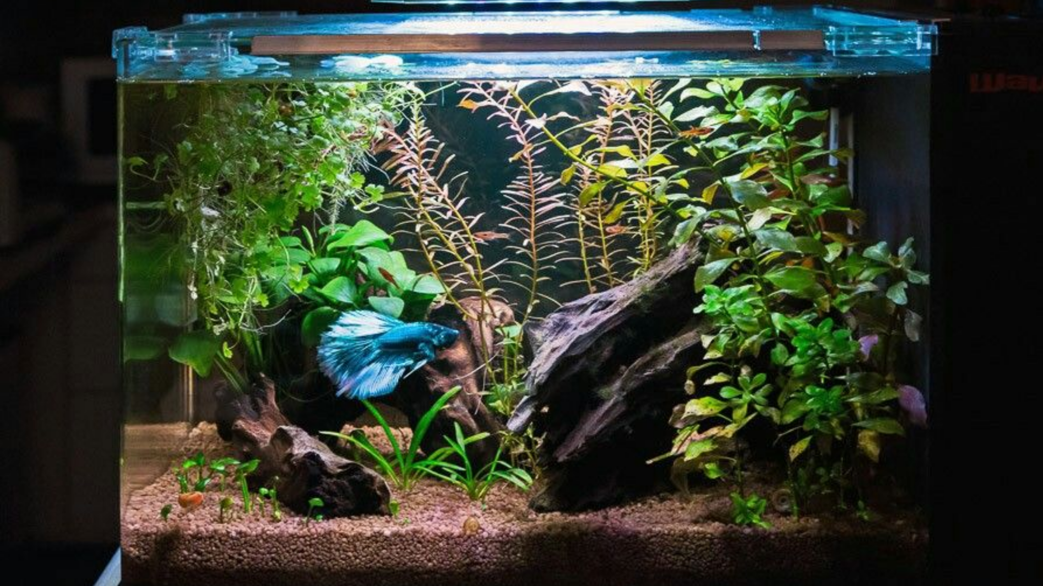 cửa hàng betta's house