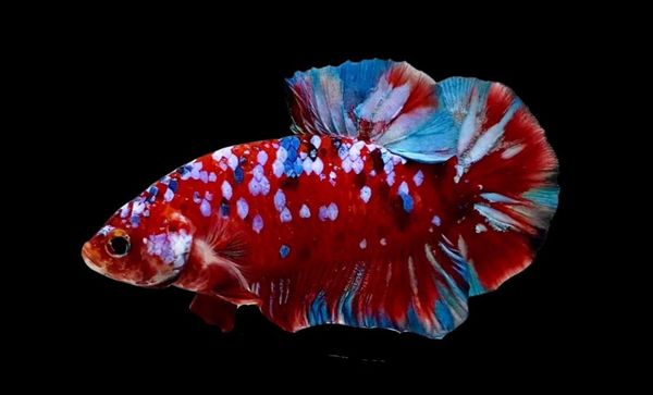 Cá Betta Koi Galaxy giá rẻ | cửa hàng Betta's House
