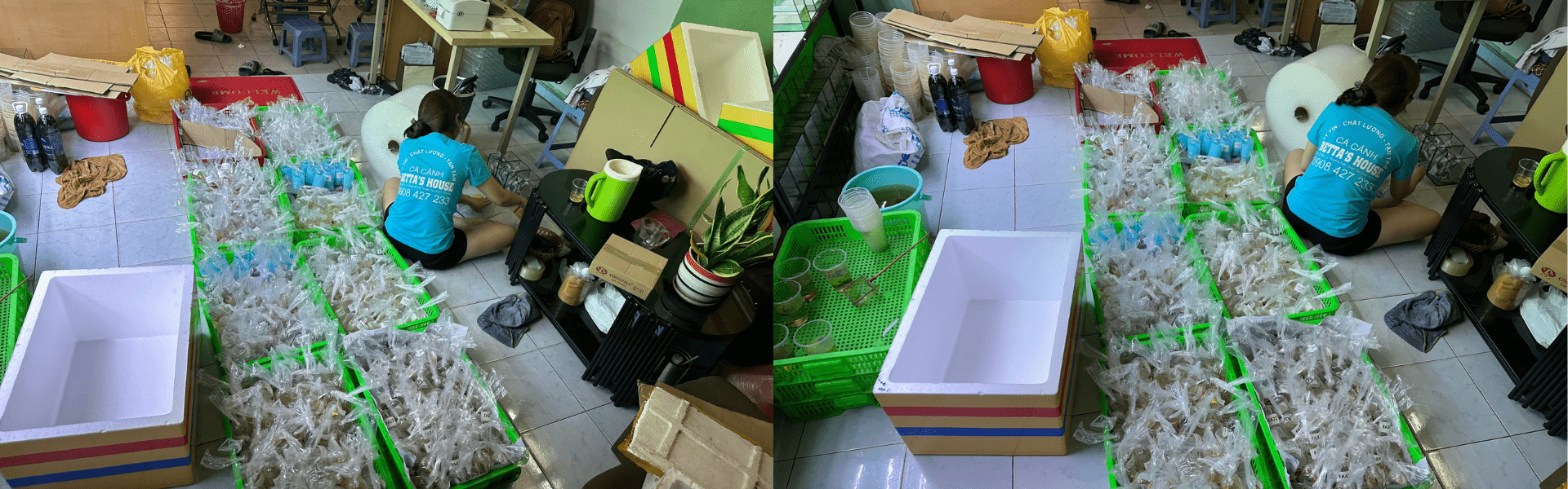 Betta's House xuất khẩu cá sang Mỹ