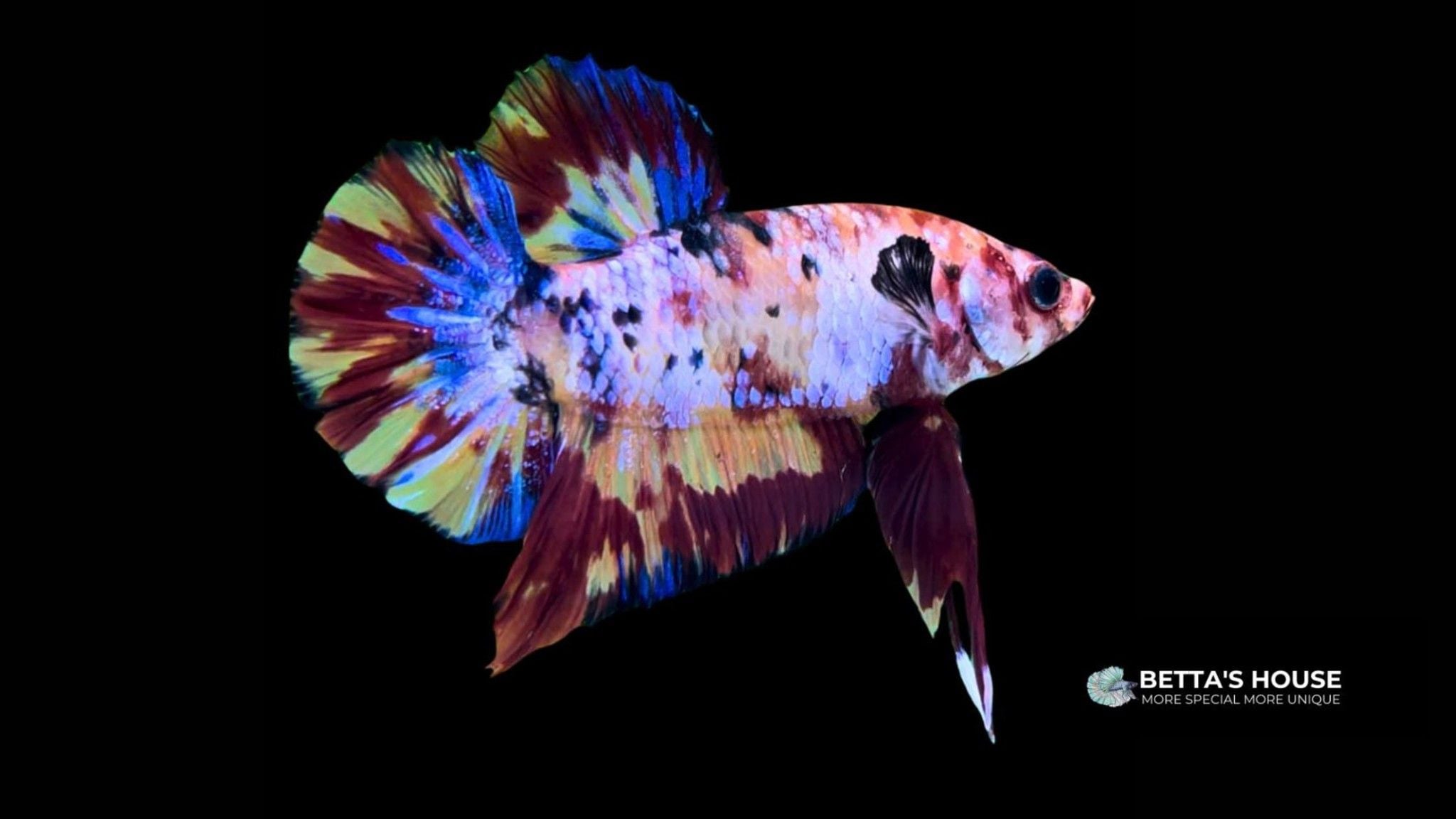 Cá Nemo Galaxy Betta | Bán cá Betta Nemo | Betta's House