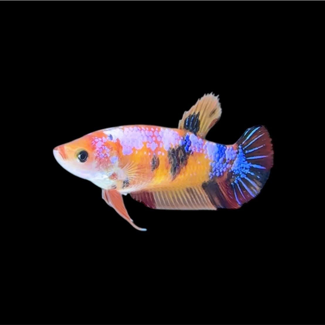 Cá betta mái căng trứng | Betta's House