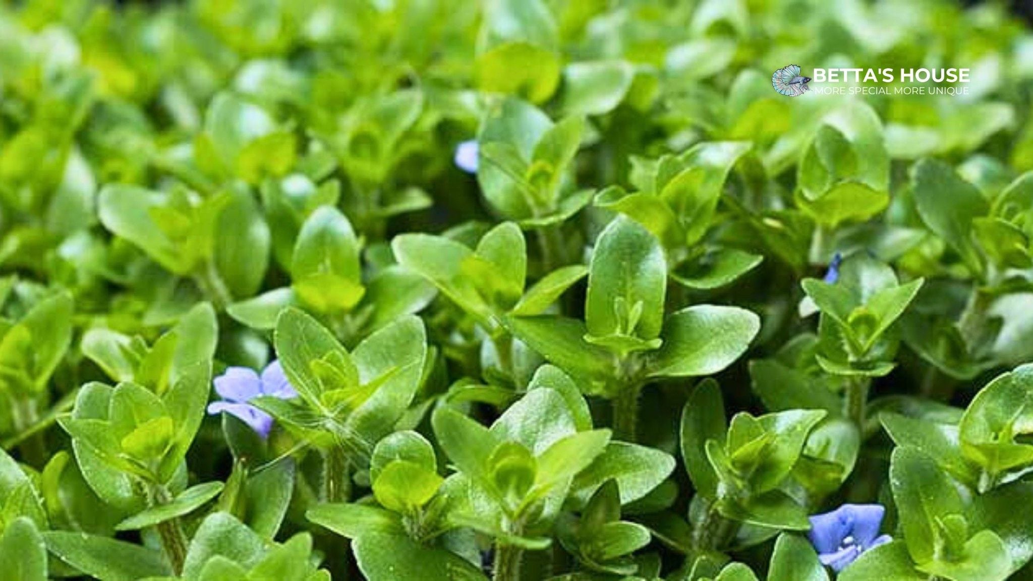 cây lệ nhi | Bacopa Caroliniana for sale | Betta's House