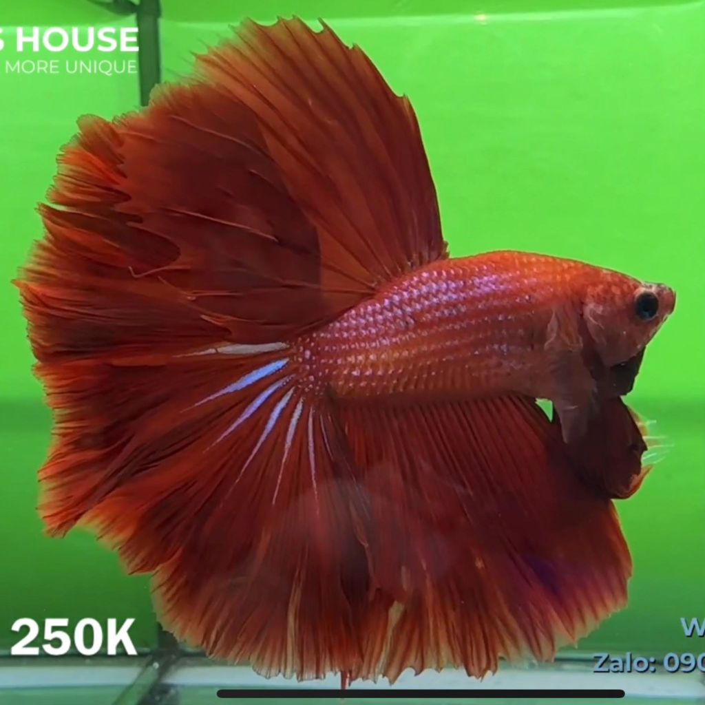 Cá Betta Halfmoon giá rẻ | cửa hàng Betta's House