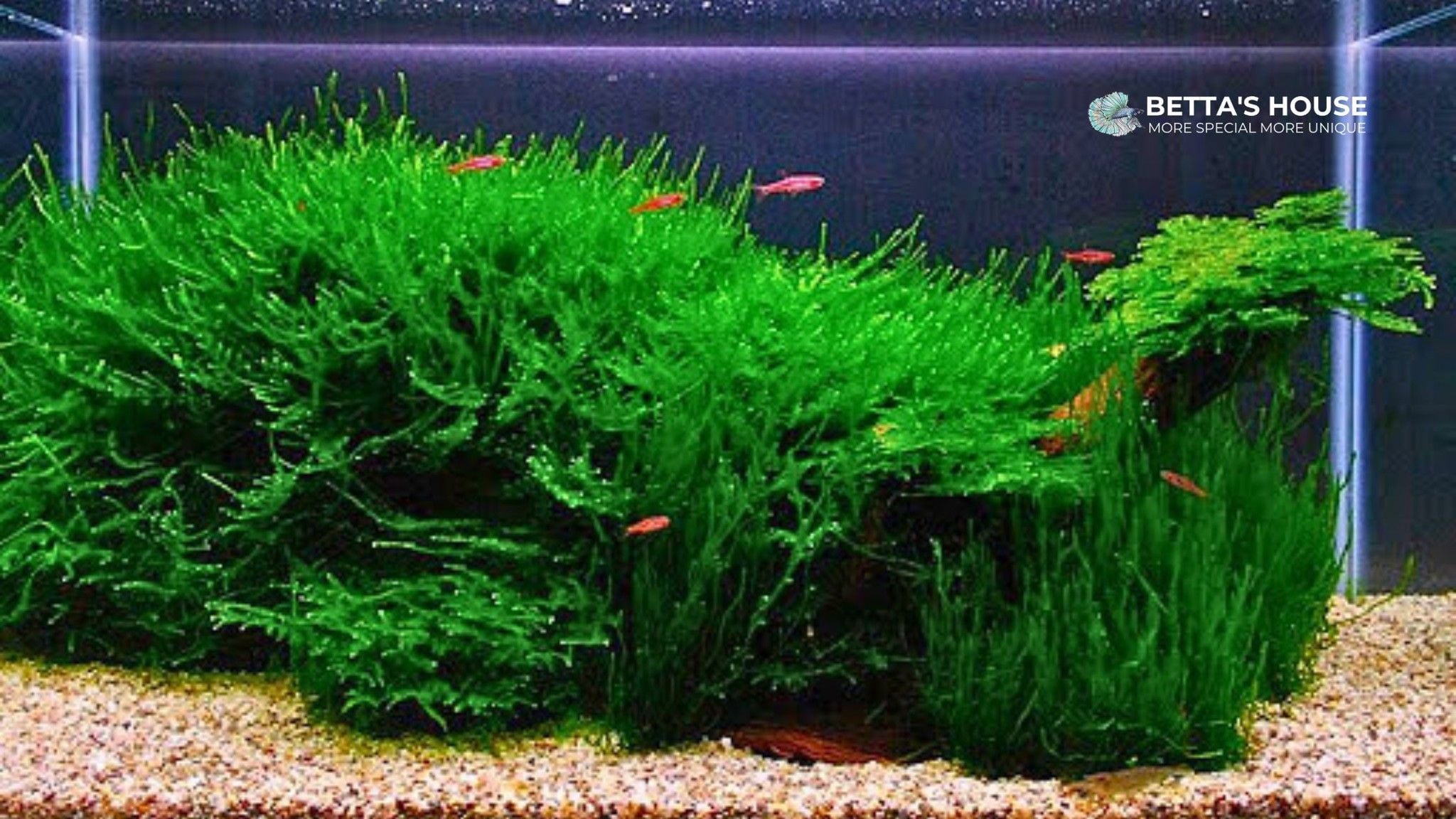 Java Moss for sale | Betta's House