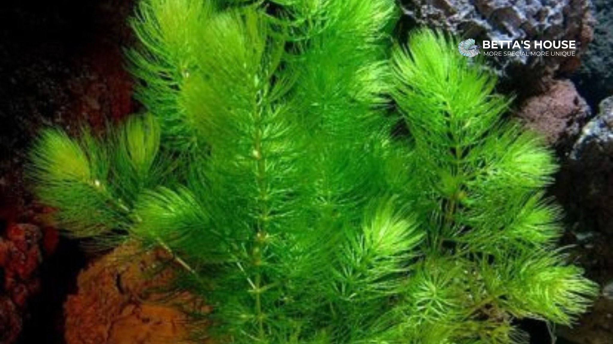 Rong đuôi chồn | Betta's House