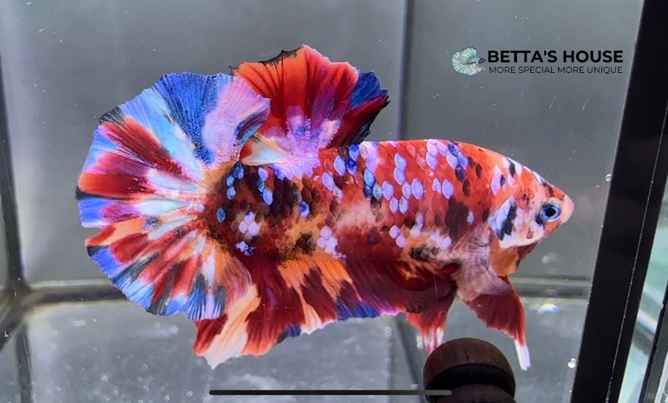 cá betta koi galaxy gen bettashouse