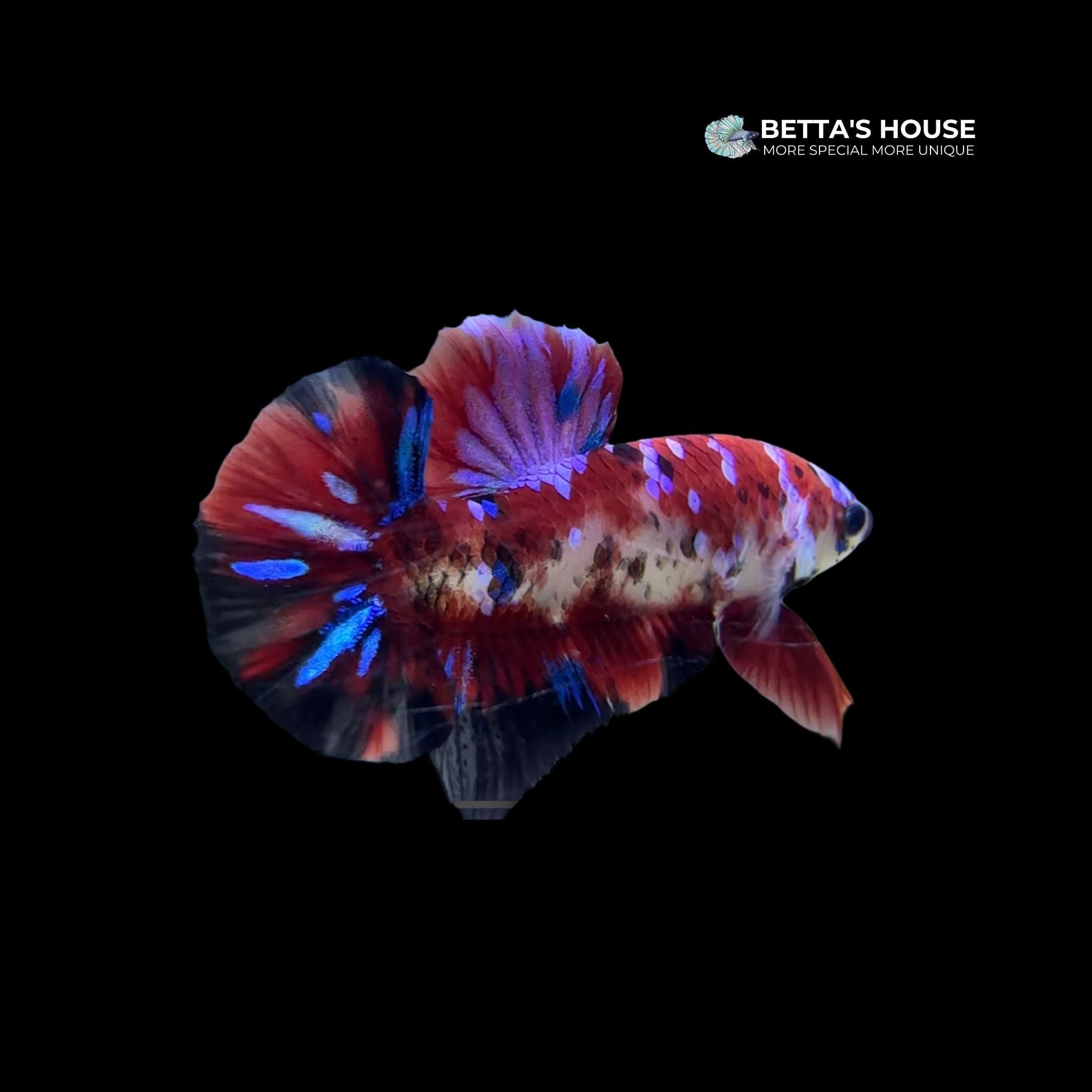cá betta koi galaxy đẹp chuẩn form | Betta's House
