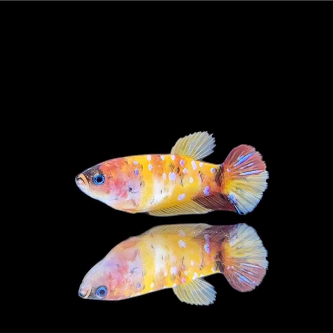 Cá betta mái căng trứng | Betta's House