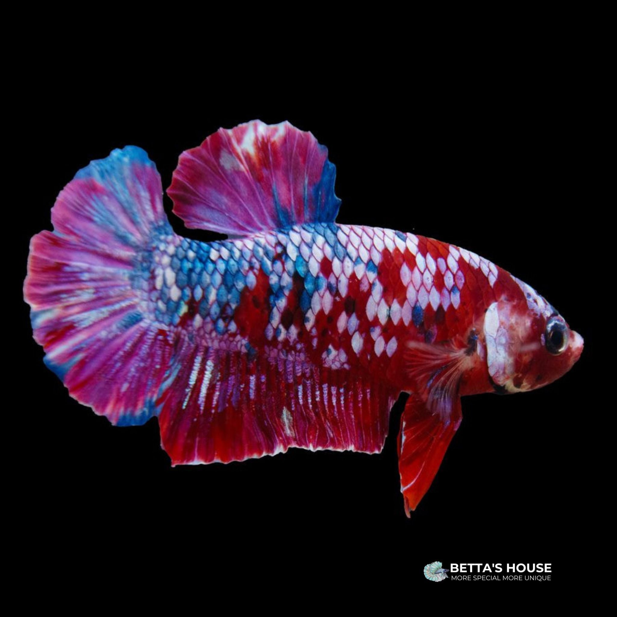 Cá Betta Red Koi Galaxy