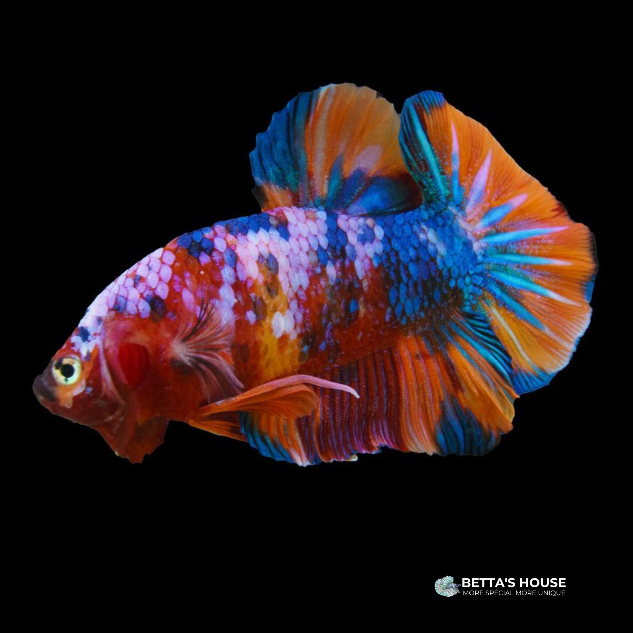 Cá Betta Đuôi Ngắn