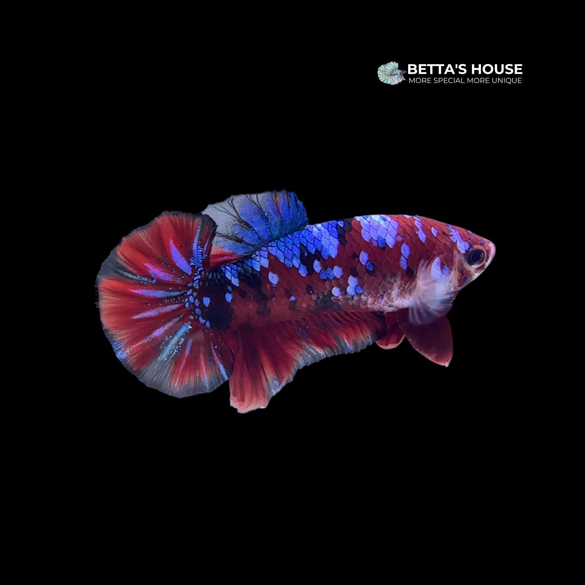 cá betta koi galaxy đẹp chuẩn form | Betta's House