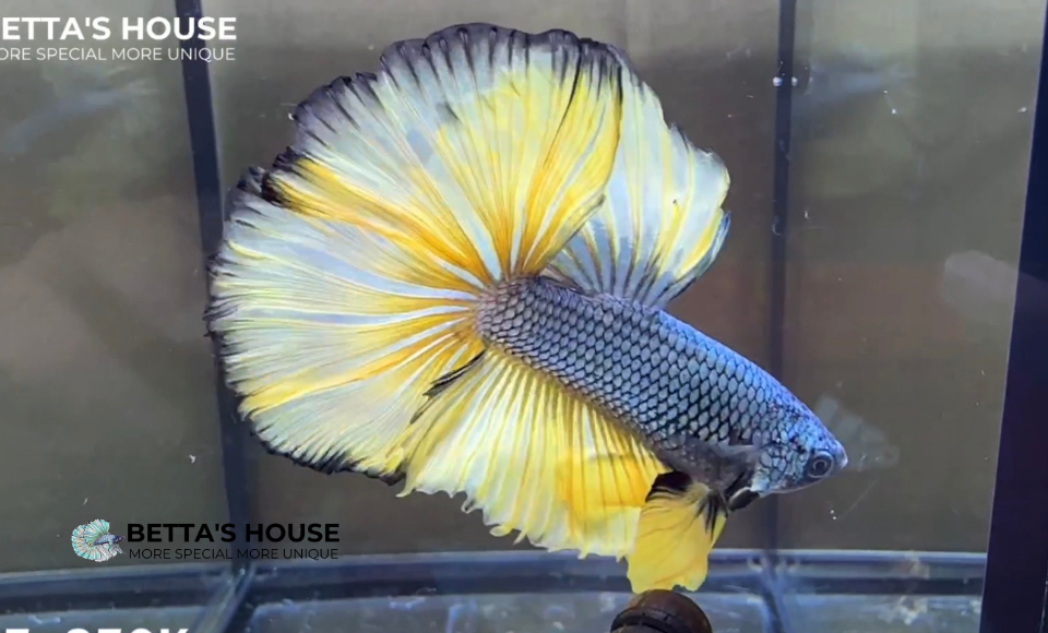 Halfmoon Betta Fish | Cá Betta Halfmoon | Betta's House