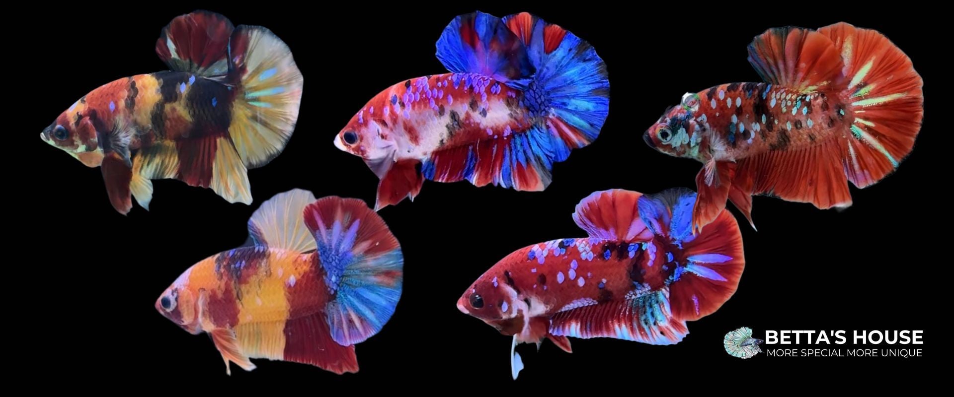 cá betta koi galaxy gen bettashouse