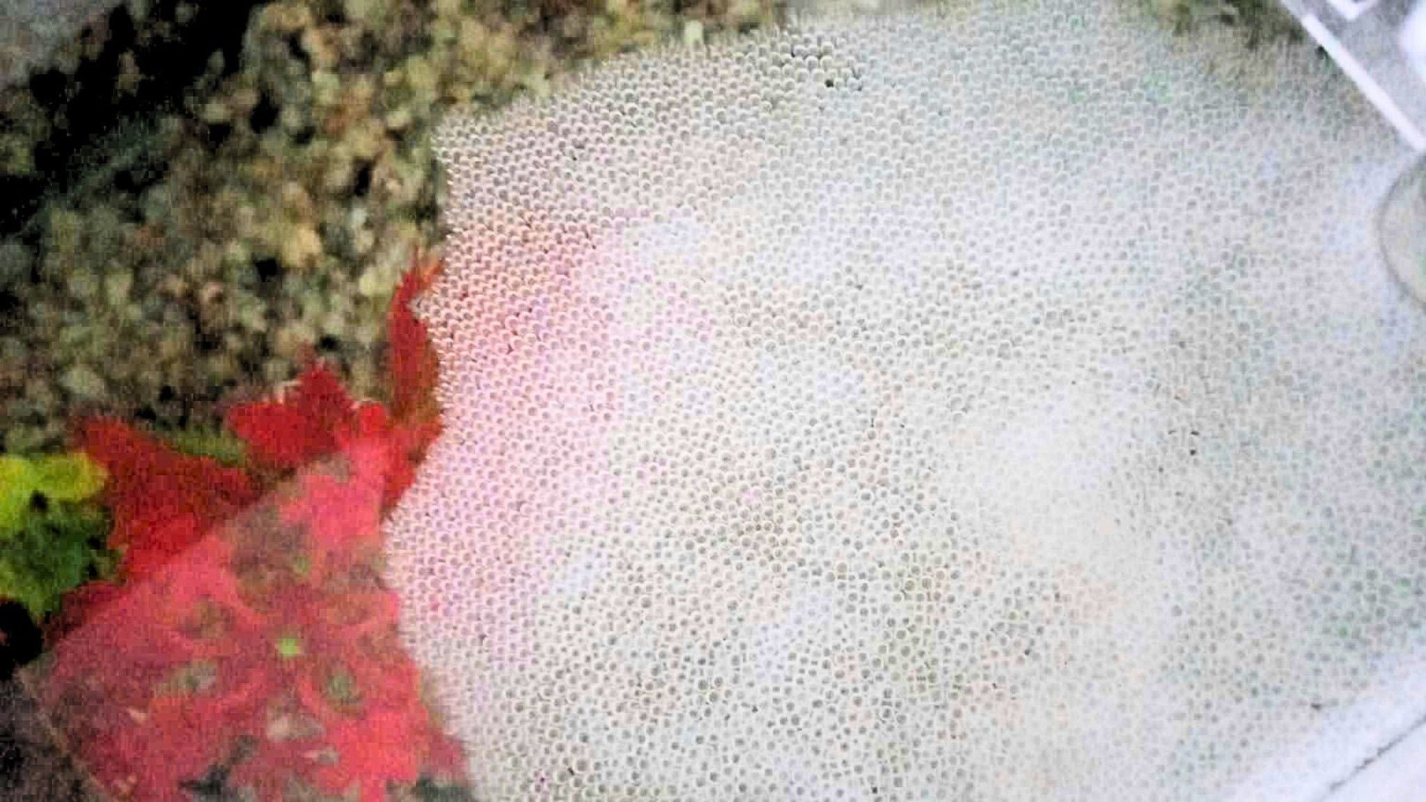 Tổ bọt cá betta