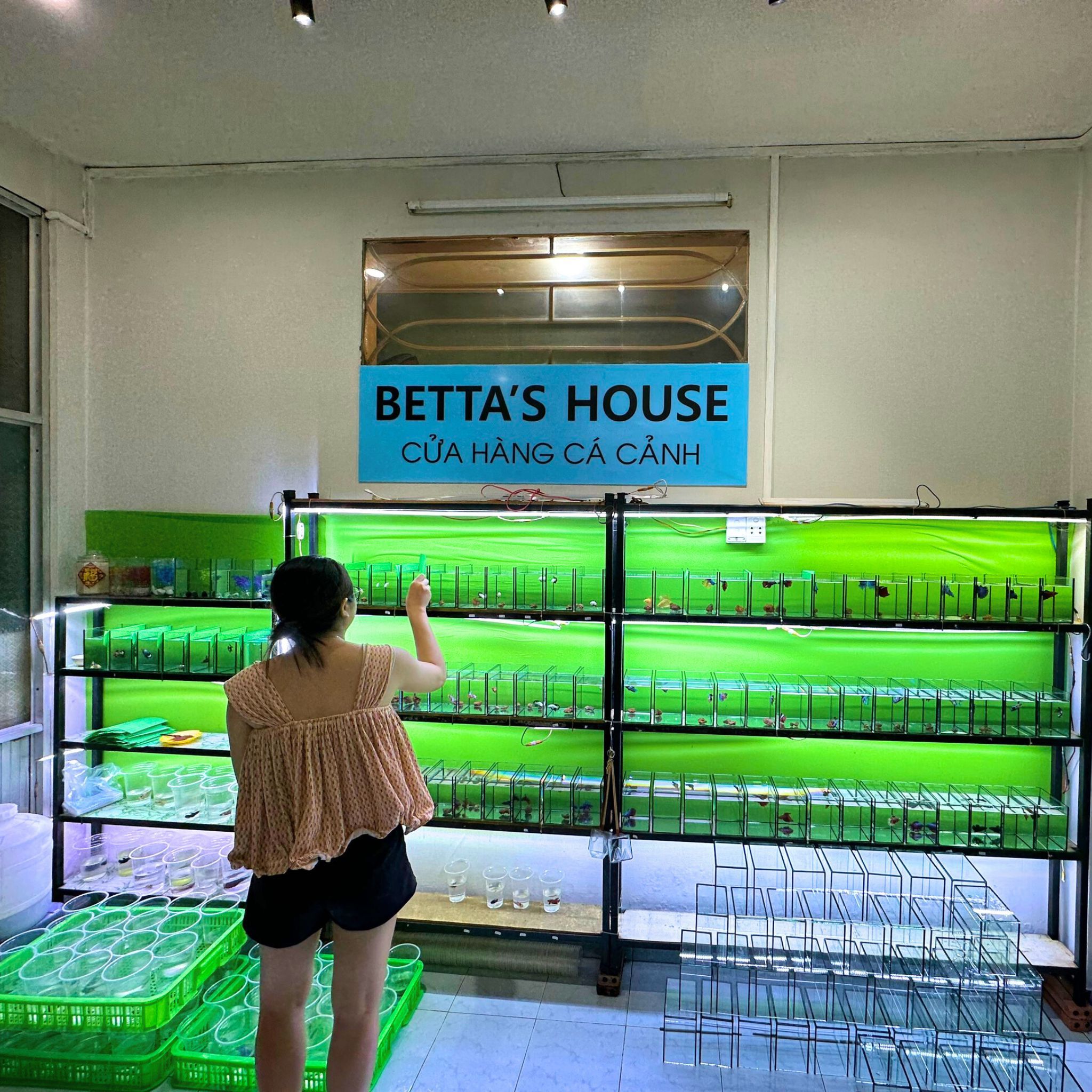 Cửa hàng cá cảnh Betta's House | Cửa hàng cá betta