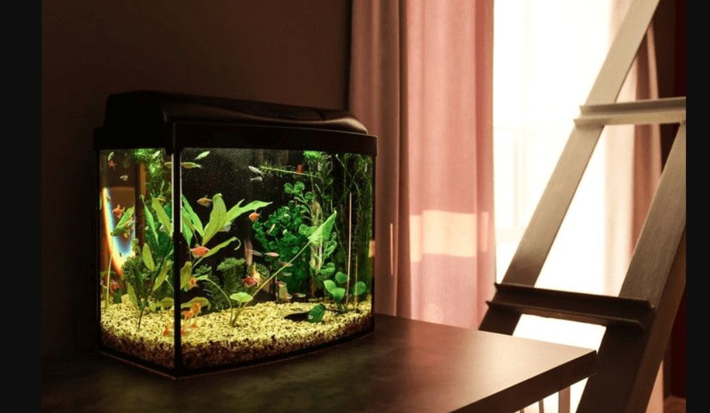 Bể cá mini | Bể cá Betta