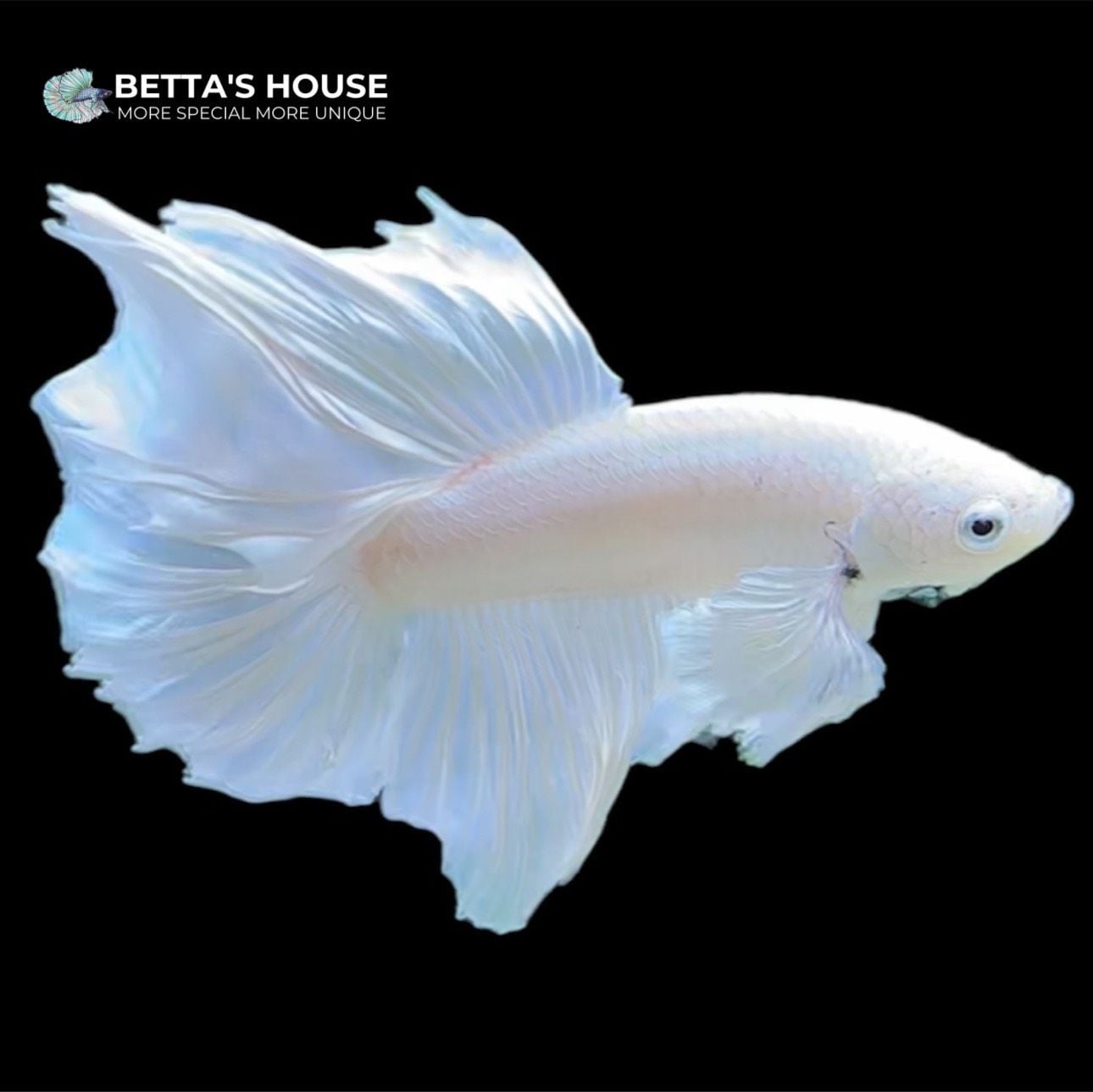 Cá Betta Dumbo tai voi | Betta's House