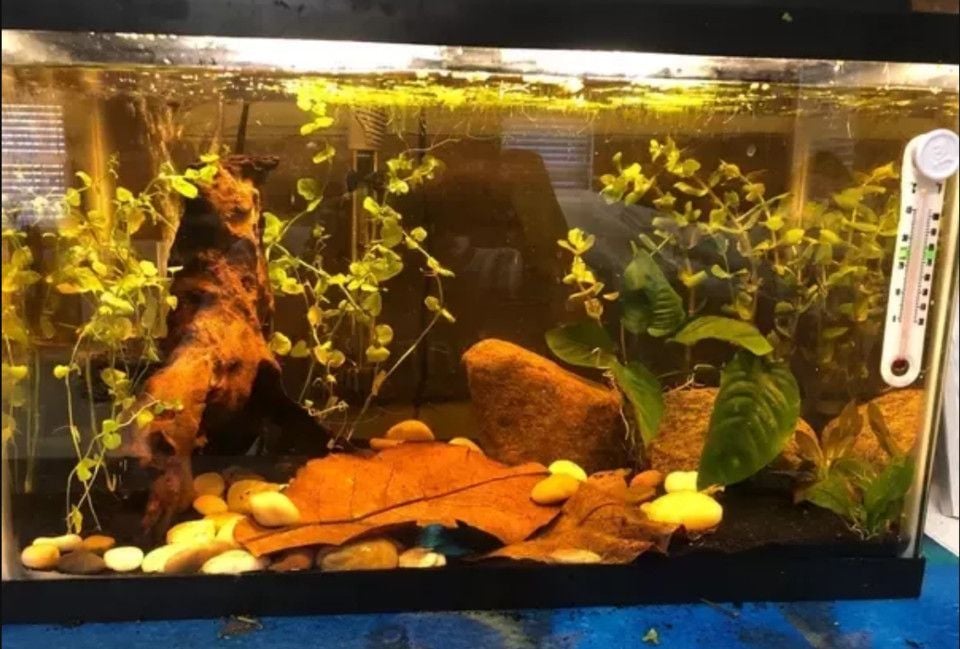 lá bàng khô | nước cốt lá bàng | Betta's House