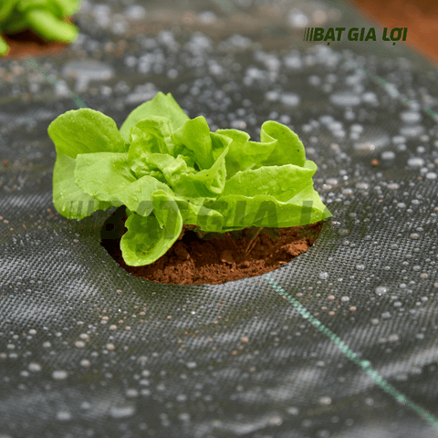 KỸ THUẬT TRỒNG RAU SẠCH TẠI NHÀ: GIẢI PHÁP HIỆU QUẢ VỚI BẠT PHỦ CHỐNG CỎ