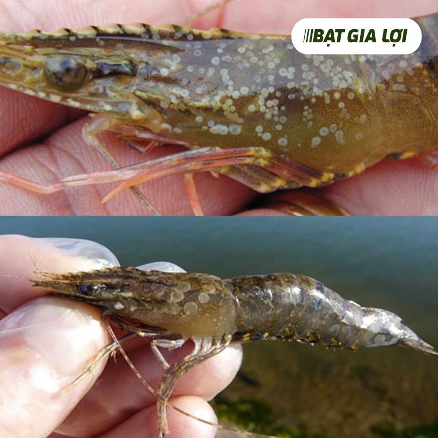 BỆNH ĐỐM TRẮNG TRÊN TÔM LÀ GÌ?