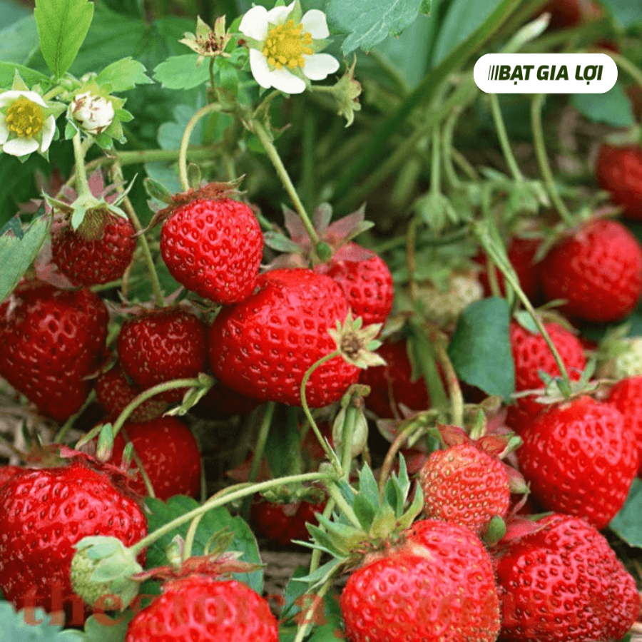 CÁC LOẠI BỆNH GÂY HẠI TRÊN CÂY DÂU TÂY