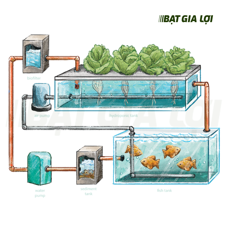MÔ HÌNH AQUABONICS LÀ GÌ?