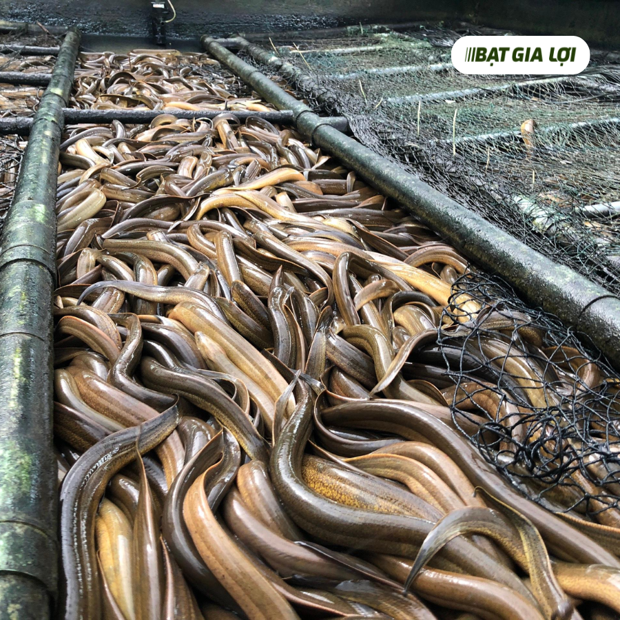 ƯU ĐIỂM CỦA MÔ HÌNH NUÔI LƯƠN KHÔNG BÙN