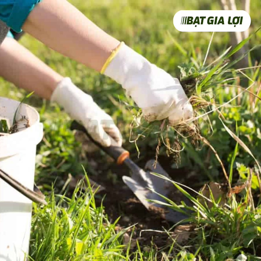 PHƯƠNG PHÁP DIỆT CỎ DẠI TRONG MÙA MƯA