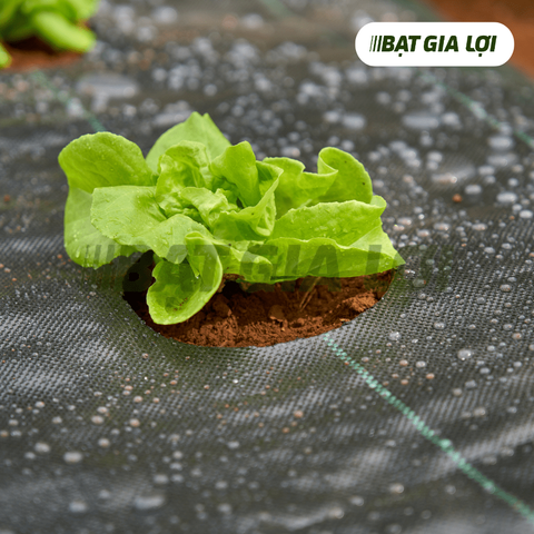 GIÁ BẠT PHỦ ĐẤT CHỐNG CỎ - LỰA CHỌN THÔNG MINH CHO NÔNG NGHIỆP SẠCH
