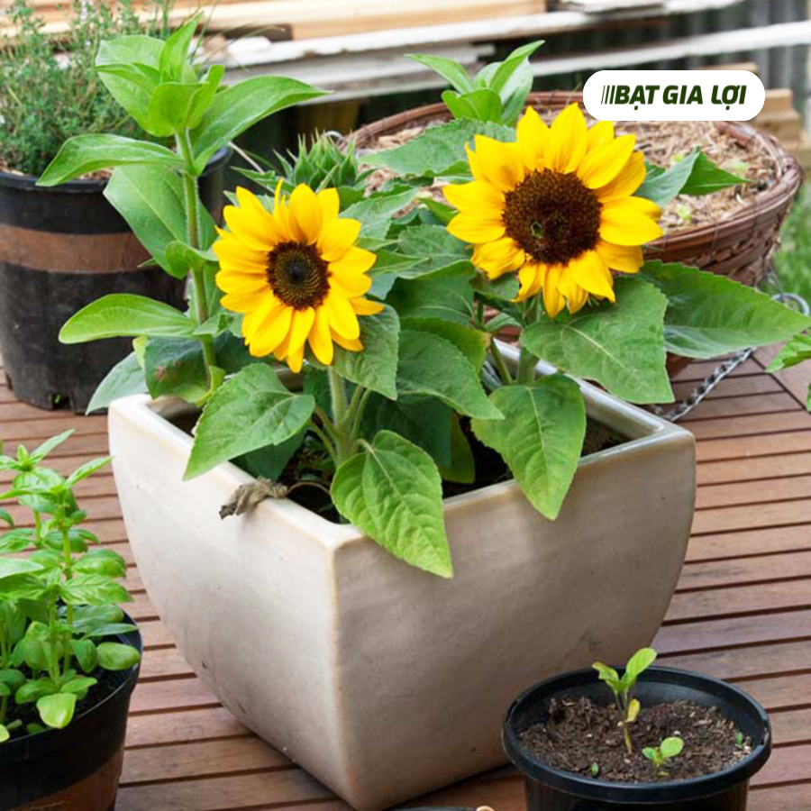 CÁCH TRỒNG HOA HƯỚNG DƯƠNG DỊP TẾT