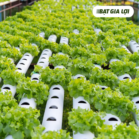 5 KINH NGHIỆM CẦN BIẾT KHI BẮT ĐẦU TRỒNG RAU THỦY CANH